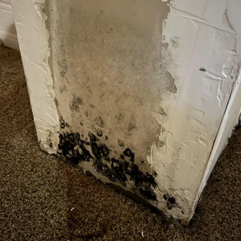 Professional Mold Removal in Randolph County, AR